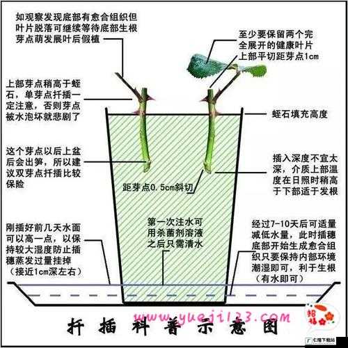 欧式 72 种扦插法的注意事项：操作要点与技巧