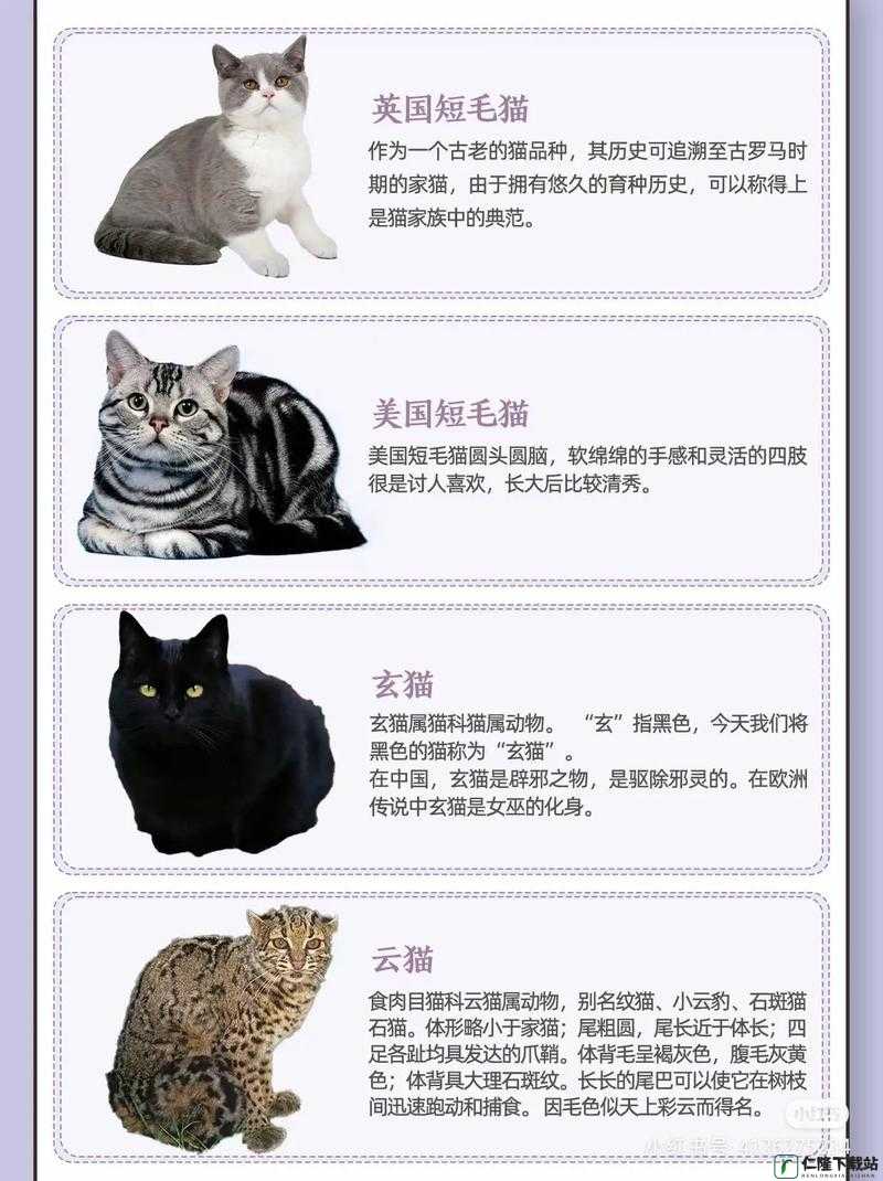 猫咪 5.0 之可爱大揭秘