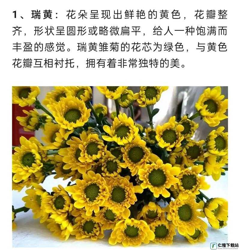 小雏菊的花蕊吸入鼻子里会怎样：后果探究