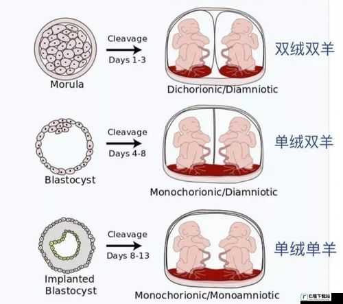 双胞胎 g1p2 孕育新生命历程