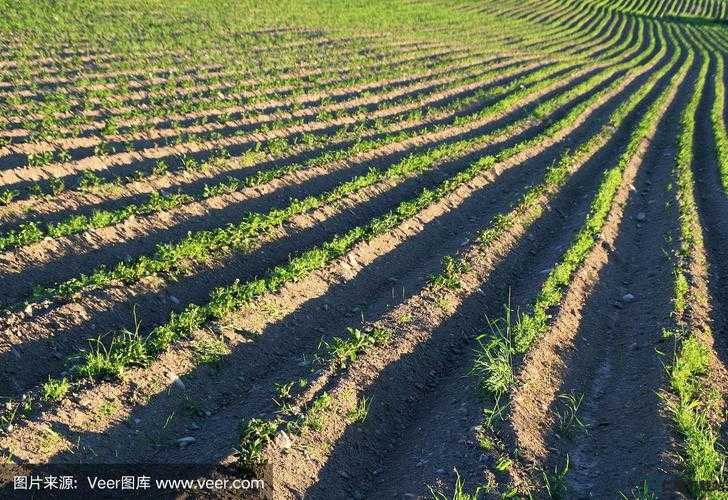 开垦母亲肥沃的土地：探索生命之源的奥秘