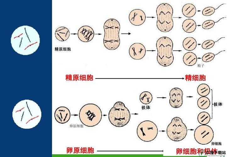 探索精二和精三的区别：到底有何不同