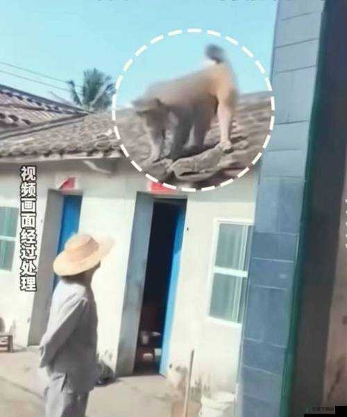 二人生猴子全程不盖被子：禁忌之行为