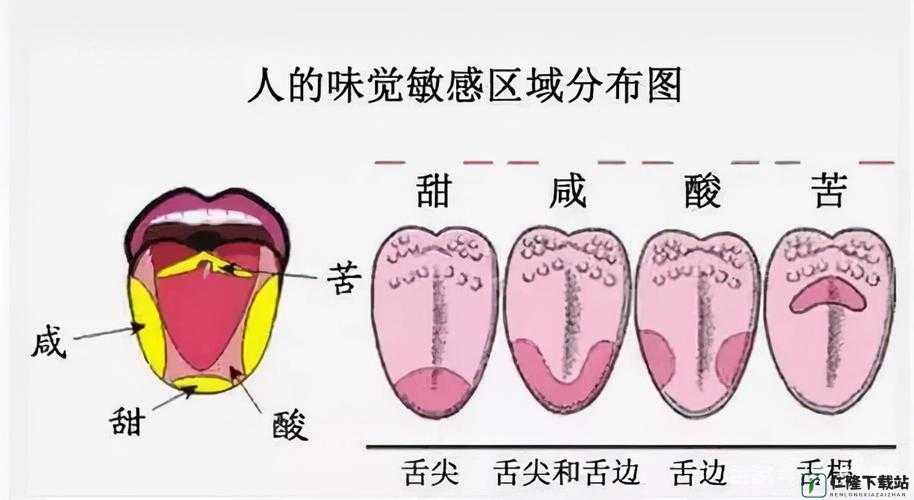 晚上睡觉下面一直硬的原因：医学与生理解析