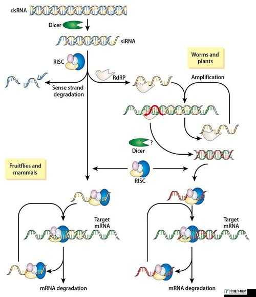 rnahybridization 技术原理与应用