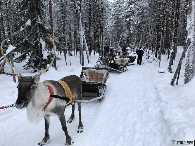 寻找冰原守卫者拉雪橇的麋鹿：它们的踪迹与生存环境