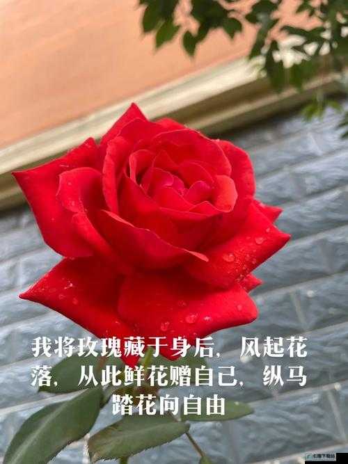 放一首无人区玫瑰，品味孤独与自由的芬芳